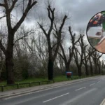 Greenwich Council Considers Woolwich Common Cycle Path Cutting 50+ Trees