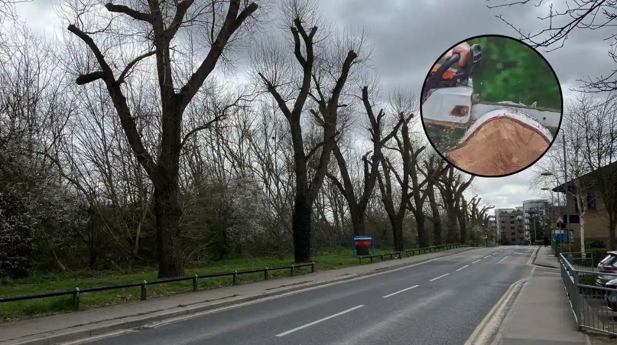 Greenwich Council Considers Woolwich Common Cycle Path Cutting 50+ Trees