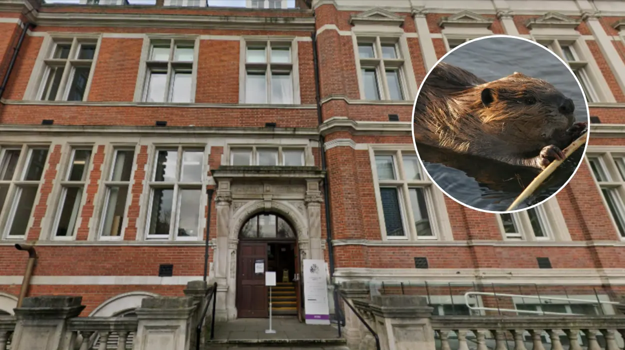 Croydon Council: Sewage Won't Stop South Norwood Beaver Rewilding​