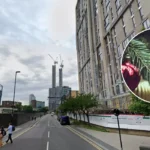 Croydon starts christmas tree collections monday