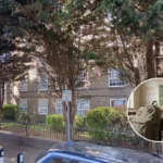 Top Greenwich and Lewisham Primary Schools Before 2026 Places Deadline