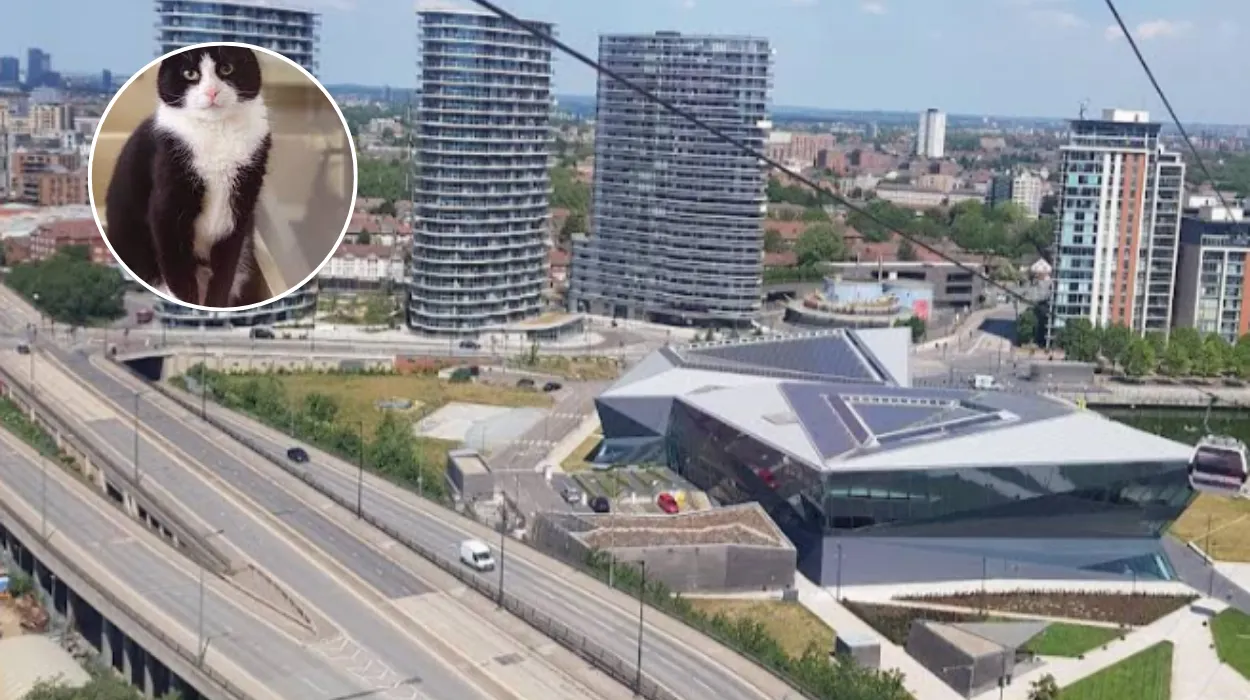 CHAT's Virtual Balloon Race Funds Cats for 40th Anniversary