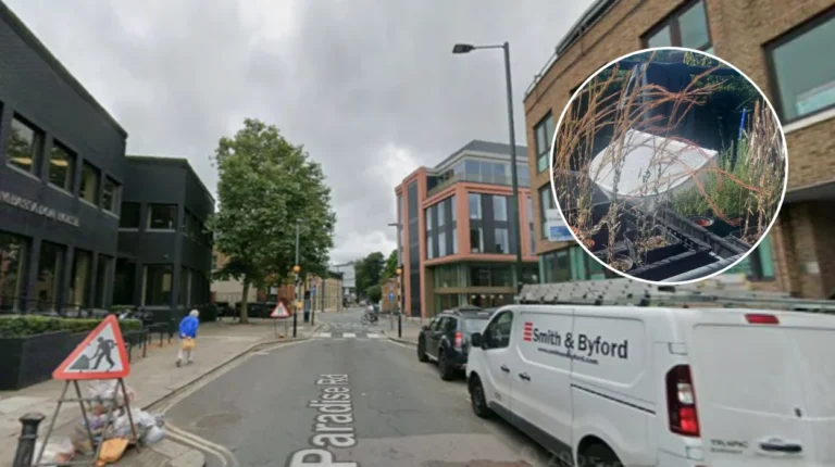 London's Tower Mustard Revival: Richmond Volunteers Save Rare Plant 2026