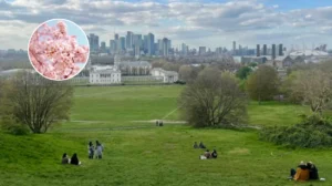 Greenwich Park Cherry Blossom 2026: Peak Bloom Guide