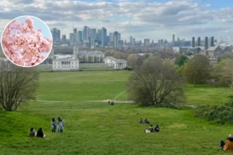 Greenwich Park Cherry Blossom 2026: Peak Bloom Guide