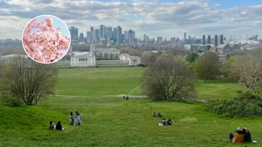 Greenwich Park Cherry Blossom 2026: Peak Bloom Guide