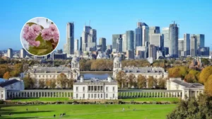 Greenwich Park's 130 New Cherry Blossom Trees from Japan; Greenwich 2026