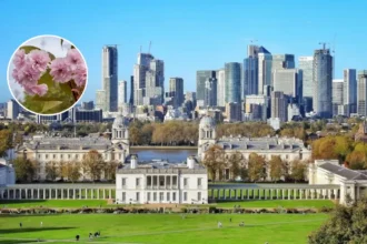 Greenwich Park's 130 New Cherry Blossom Trees from Japan; Greenwich 2026