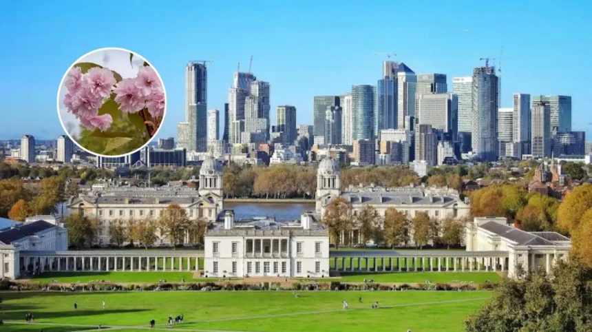 Greenwich Park's 130 New Cherry Blossom Trees from Japan; Greenwich 2026