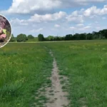 More Sussex Cows Released in Tolworth Rewilding, Tolworth 2026