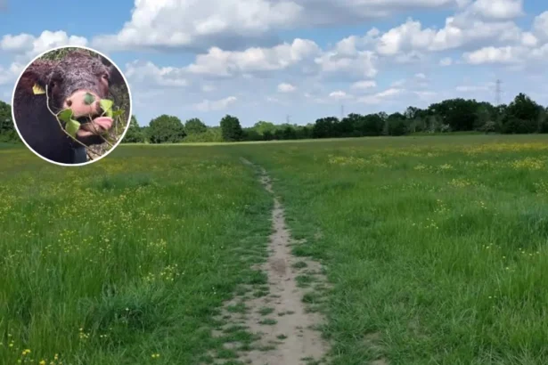 More Sussex Cows Released in Tolworth Rewilding, Tolworth 2026