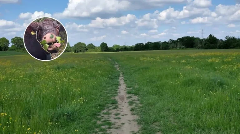 More Sussex Cows Released in Tolworth Rewilding, Tolworth 2026