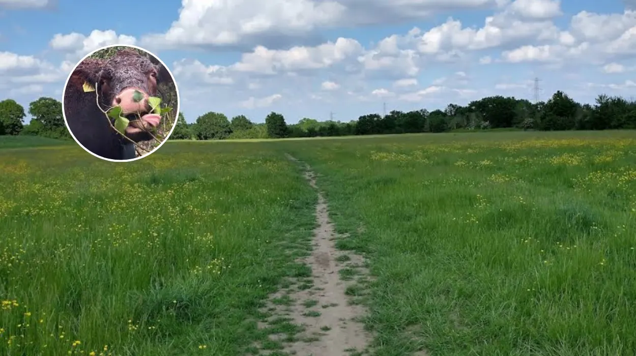 Sussex Cows Roam Tolworth Fields Project, Tolworth 2026