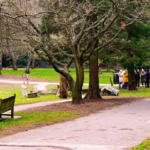 What Are Bromley's Most Beautiful Parks and Gardens for Tourists?