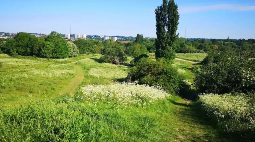 How Can You Explore Bromley’s Biodiversity and Wildlife for Free?