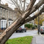 How to report a dead or leaning tree to Croydon Council