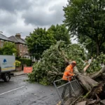 How to report a fallen tree in Wandsworth via WhatsApp