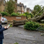 How to use Bromley’s map to report a fallen street tree