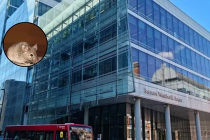 Mice and Cockroaches Running Riot in Croydon Council Homes 2026