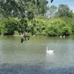 Residents overwhelmingly support Beaver reintroduction at South Norwood Country Park