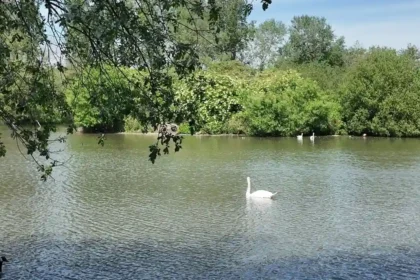 Residents overwhelmingly support Beaver reintroduction at South Norwood Country Park