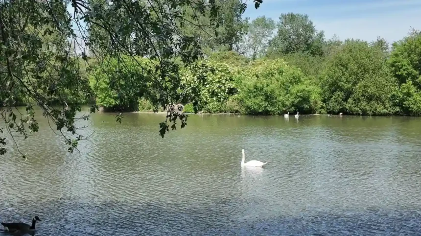 Residents overwhelmingly support Beaver reintroduction at South Norwood Country Park