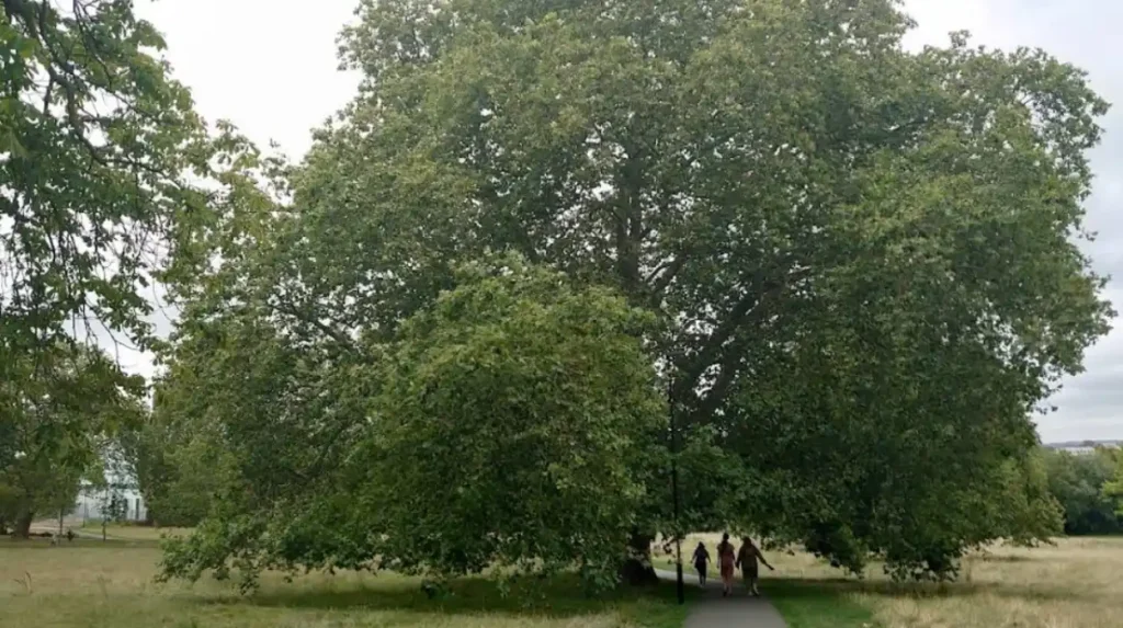 What makes Lewisham good for walking?