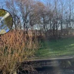 River Pool Pollution Kills Fish and Eels, Beckenham 2026
