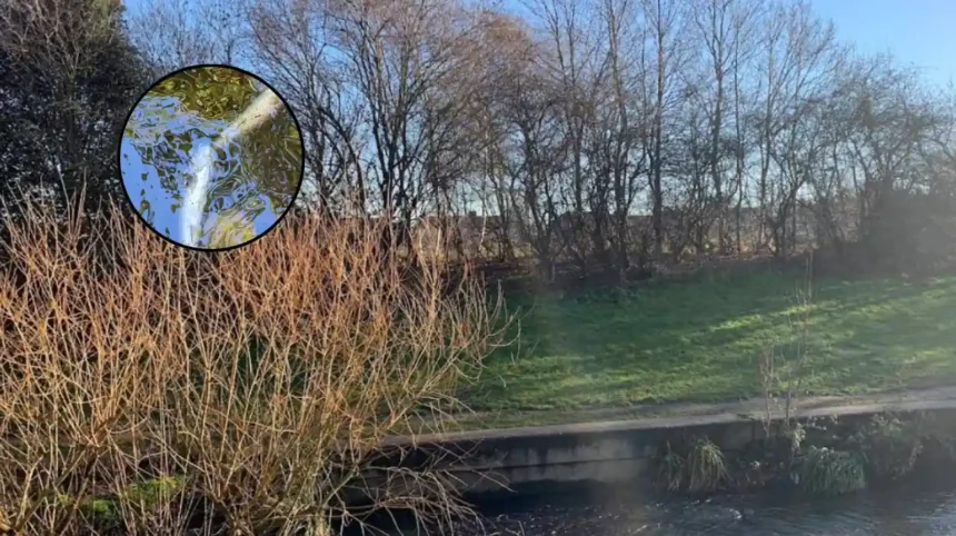 River Pool Pollution Kills Fish and Eels, Beckenham 2026