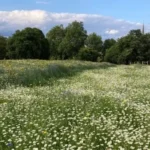 Lambeth Wildlife_ Parks, Nature Reserves & Habitats
