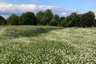 Lambeth Wildlife_ Parks, Nature Reserves & Habitats