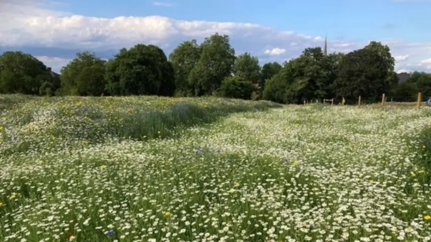 Lambeth Wildlife_ Parks, Nature Reserves & Habitats