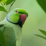 Parakeets Shot by Catapults in Priory Gardens Orpington 2026