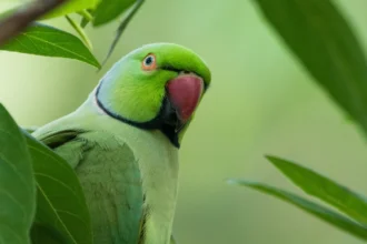 Parakeets Shot by Catapults in Priory Gardens Orpington 2026