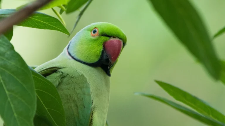 Parakeets Shot by Catapults in Priory Gardens Orpington 2026