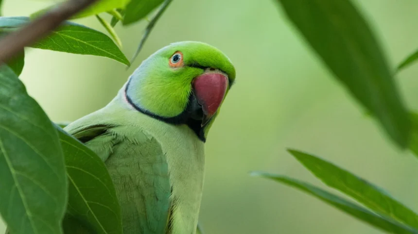 Parakeets Shot by Catapults in Priory Gardens Orpington 2026