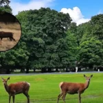 Why Is Bushy Park Closing Visitors for Deer Cull in Kingston Upon Thames 2026?