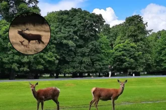Why Is Bushy Park Closing Visitors for Deer Cull in Kingston Upon Thames 2026?