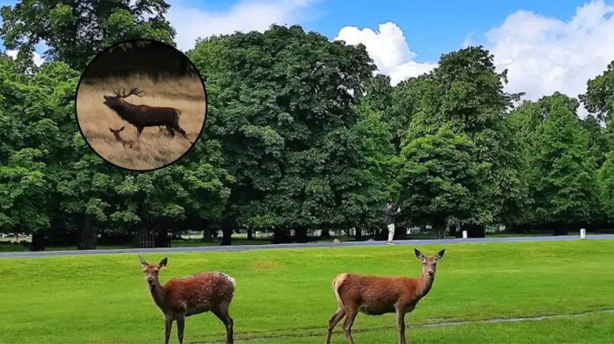 Why Is Bushy Park Closing Visitors for Deer Cull in Kingston Upon Thames 2026?