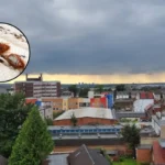 Croydon Ranked UK Second Worst Bed Bug Hotspot in 2026 Data Croydon 2026