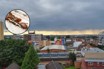 Croydon Ranked UK Second Worst Bed Bug Hotspot in 2026 Data Croydon 2026