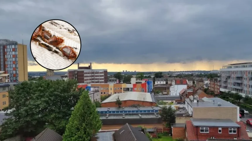 Croydon Ranked UK Second Worst Bed Bug Hotspot in 2026 Data Croydon 2026
