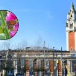 Lambeth Becomes First London Borough Butterfly Friendly Council 2026