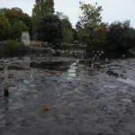 Why Have Historic Carshalton Ponds Drained Again? Carshalton 2026